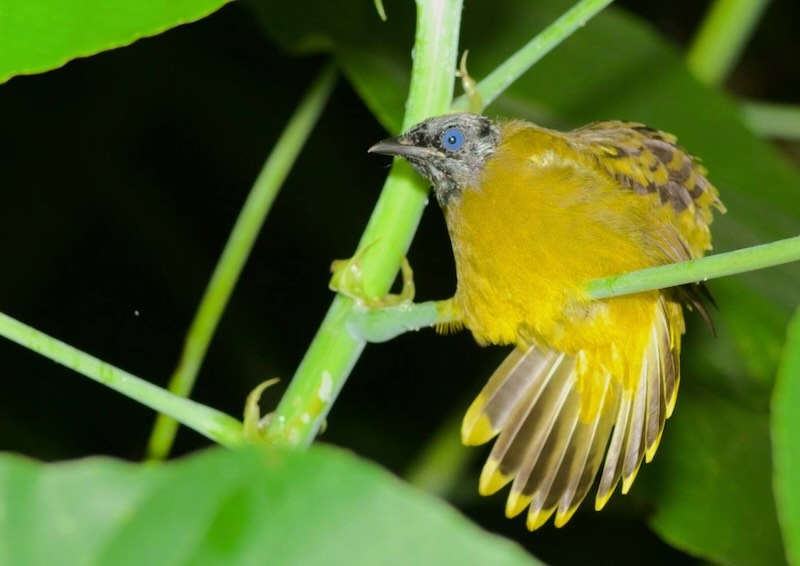 Yellow bird found in Krabi on a Night Safari