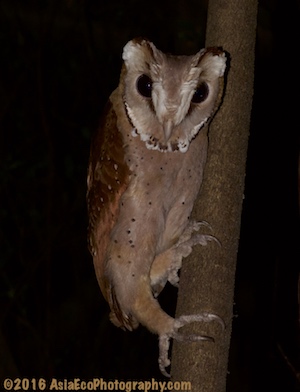 Thailand Bay Owl found on night wildlife tour in the tropical rainforest.