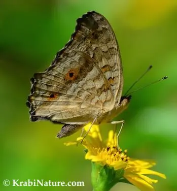 Brown butterfly on yellow flower in Krabi.
