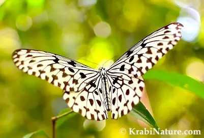 Black and white butterfly found on Krabi nature walk in the morning.
