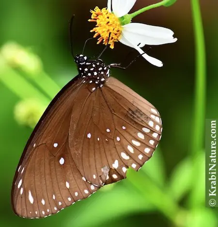 Brown butterfly found on Krabi nature walk in the morning.