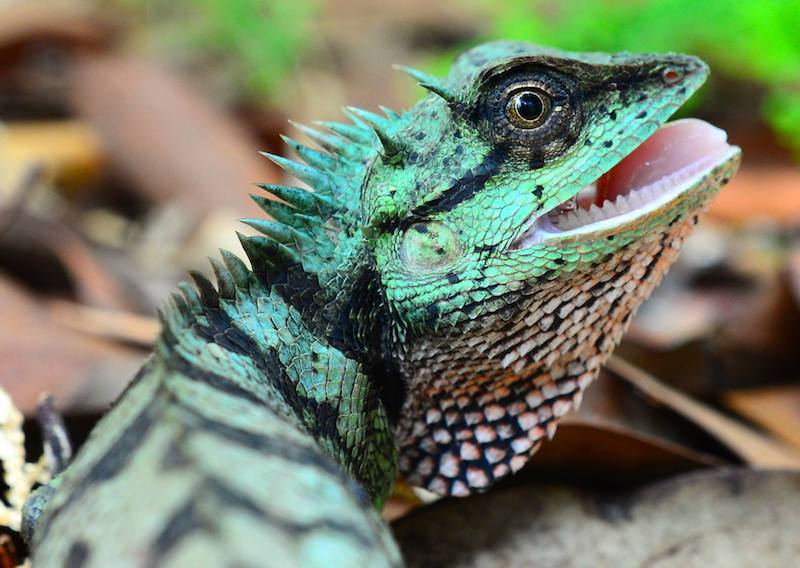 Forest Crested Lizard - Calotes emma found on Krabi wildlife tour any night in Thailand's South.
