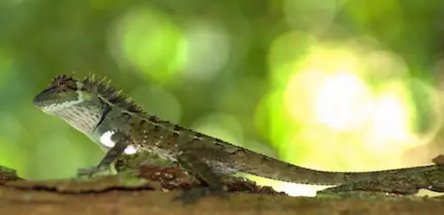 Forest-crested Lizard on Ngorn Nak Trail in Tub Kaak, Krabi, Thailand.