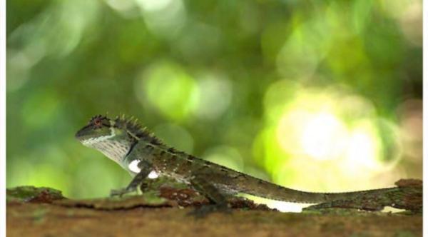 Forest-crested lizard in Southern Thailand during our photography tour.