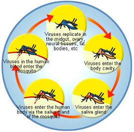 Chikungunya Disease in Thailand in 2024 – FAQ | KrabiNature