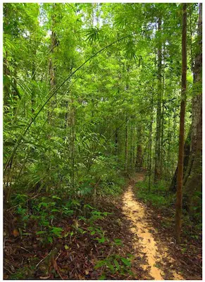 Ngorn Nak Trail through bamboo in Tub Kaak, Krabi, Thailand.