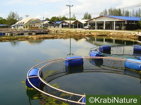 Large netted tanks for growing fish like grouper, snapper, catfish, and ore.
