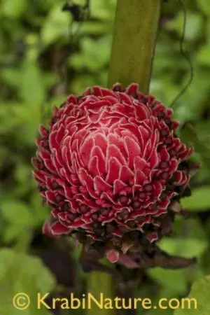 An amazing red flower blooming on one of our night tours.