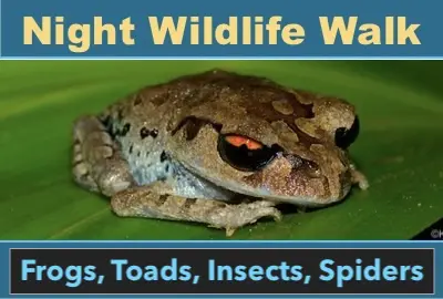 A brown frog with orange and black eyes - Join us for a Krabi night safari to see frogs, lizards, geckos, and more in the tropical rainforest. © KrabiNature.com