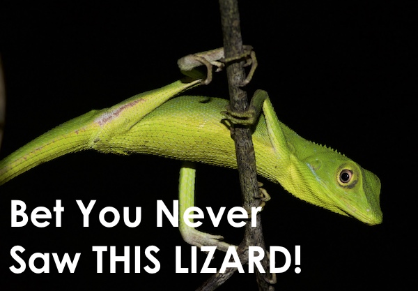 Krabi wildlife tour brings you face to face with green crested lizards, geckos, snakes, frogs, and more.