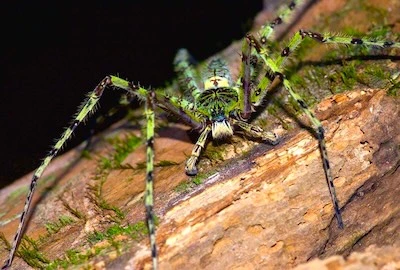Green Huntsmen spider found at night on Night Safari in Krabi.