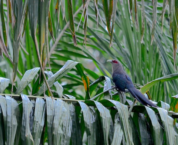 A stunning green malkoha bird resting on a palm branch.