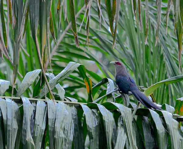 A stunning green malkoha bird resting on a palm branch.