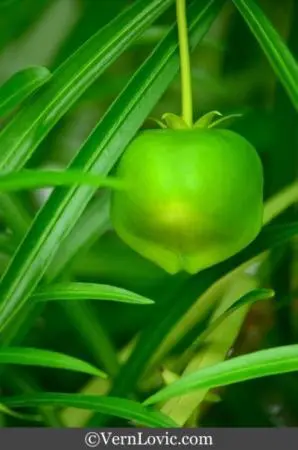 Dreamy green seed found at Thara Park in Krabi Town, Thailand.