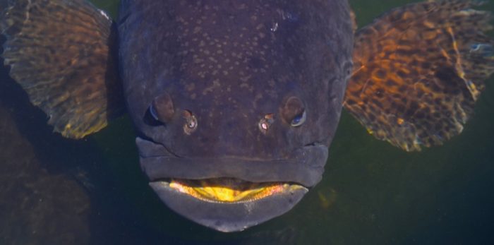Many large fish including this giant grouper are found at the Krabi FIshery.