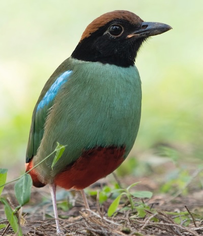 The Hooded Pitta is found in Krabi in the dense rainforest around bamboo.