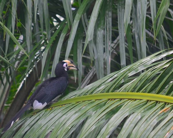 A large hornbill bird in a palm plantation in Krabi Town in September of 2025.