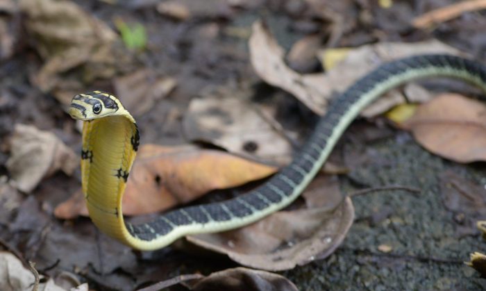 Snakes of Thailand -Cylindrophiidae (Pipe Snakes)