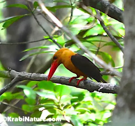 Mangrove forest walkway in Krabi Town where you can see birds, lizards, and snakes.