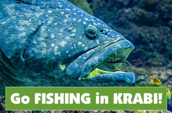 A big grouper fish from the depths of the Krabi Andaman Sea. Title, "Go Fishing in Krabi"