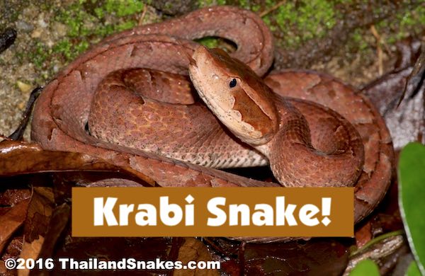 Malayan pit viper snake with title, "Krabi Snake"