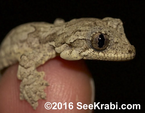 Kuhl's gliding gecko found on our nature tour.