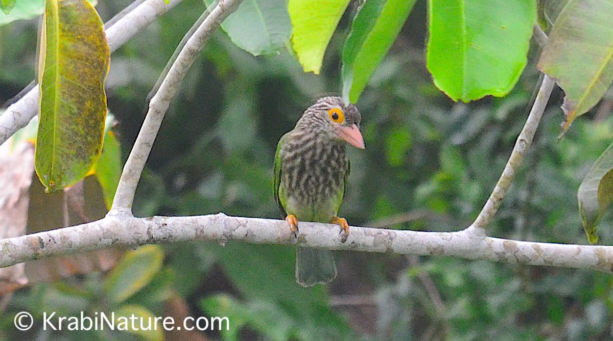 Lineated barbet bird resting on palms momentarily in Krabi Town.