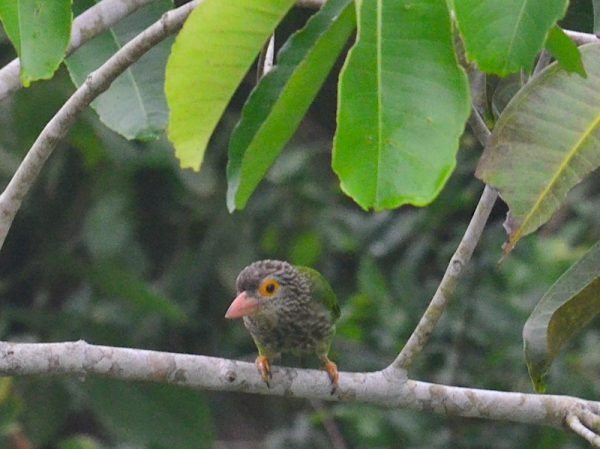Lineated Barbet bird resting on tree branch for a short time in Krabi.