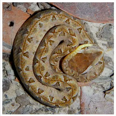 Malayan Pit Viper - dangerous snake on Ngorn Nak Trail (C. rhodostoma)