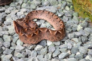 Malayan Pit Viper, a very dangerous pit viper in Krabi.