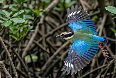 Mangrove Pitta flying through Krabi River mangroves in early morning on bird tour.