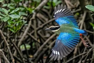 Mangrove Pitta flying through Krabi River mangroves in early morning on bird tour.