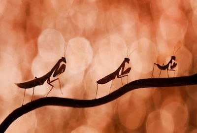 Three preying mantis's - mantids - on a branch in silhouette in Krabi, Thailand.