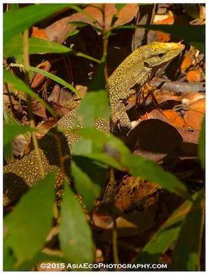 Big monitor lizard on Ngorn Nak Trail in Tub Kaak, Krabi, Thailand.