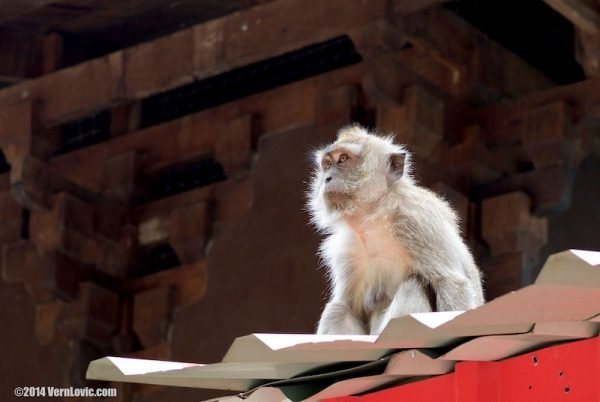 Macaque monkey on roof at Tiger Cave Temple in Krabi, Thailand. © KrabiNature.com