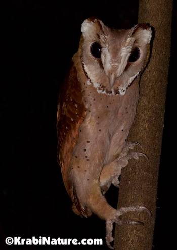 Oriental Bay Owl from our Krabi Night Safari tour through the rainforest. © KrabiNature.com
