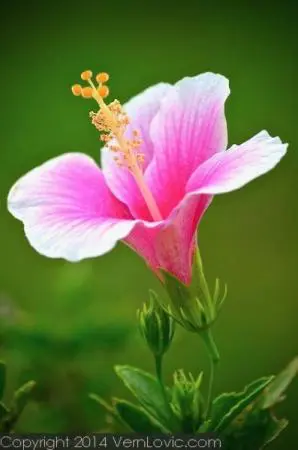 A pink hibiscus in Krabi.