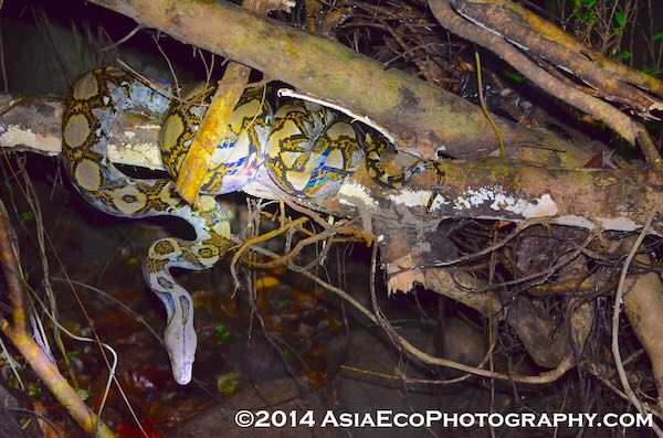 A large reticulated python found in Krabi on a night Snake Tour.
