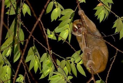 Slow loris in bamboo tree found on Krabi Night Safari tour.