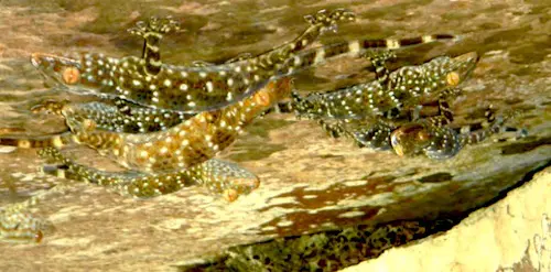 Tokay geckos under rocks near peak of Ngorn Nak Mountain, Tub Kaak, Krabi, Thailand.