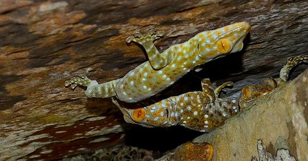 Upside down Tokay geckos on a cave roof. © KrabiNature.com