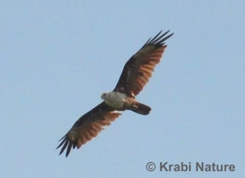 A white-bellied sea eagle flying along the Krabi coastline.
