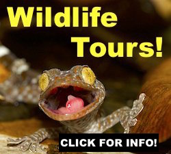 Krabi Wildlife Tours - night time trek for three hours in tropical primary rainforest.